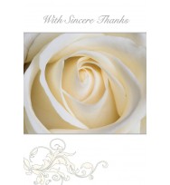 Card set sympathy thank you ozcorp 95x140 cream rose 10cards/env