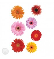 Decals micador made by me gerberas