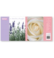 Notelet set ozcorp lavender & rose (8crds/env)